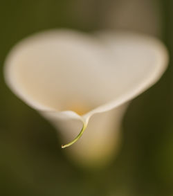 Close-up of flower