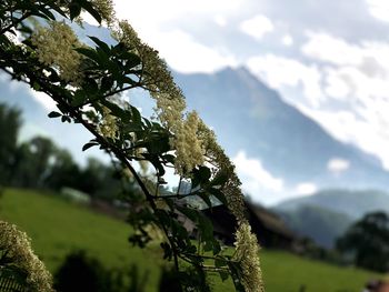 Close-up of tree against sky