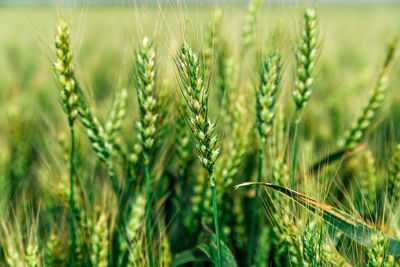 Close-up of wheat growing on field