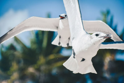 Close-up of seagull flying