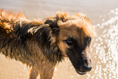 Close-up of dog looking away