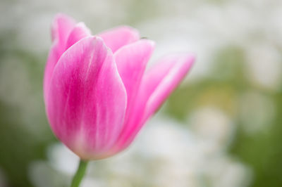 Close-up of pink flowers