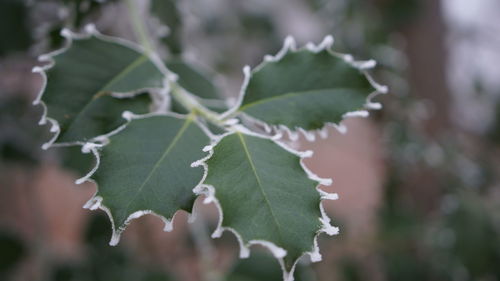 Close-up of leaf on tree