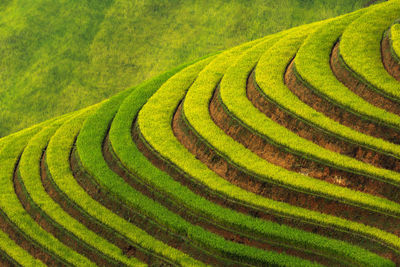 Scenic view of rice field