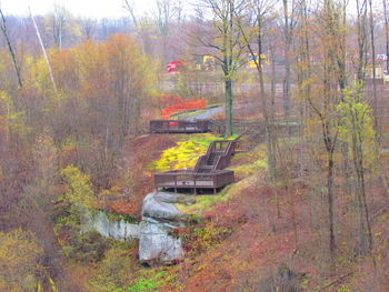 Narrow stream along trees