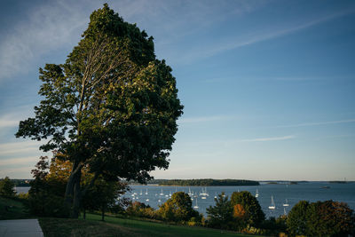 Tree by sea against sky