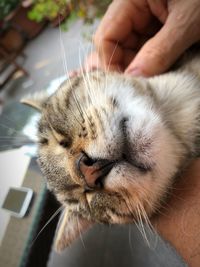 Close-up of hand holding cat with eyes closed