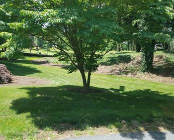 Trees in park