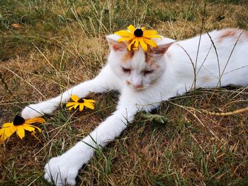 High angle view of cat on field