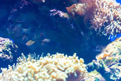 Close-up of fish swimming in sea