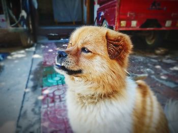 Close-up of a dog looking away