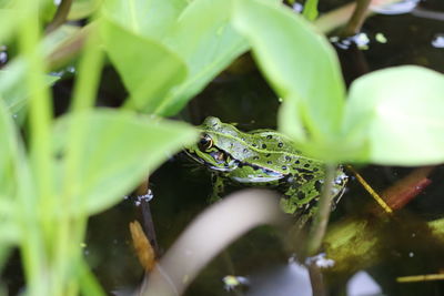 Close-up of insect on leaf