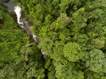 High angle view of flowing amidst trees in forest