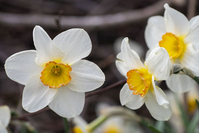 Close-up of white flowering plant