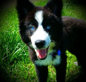 Portrait of a dog on grassy field