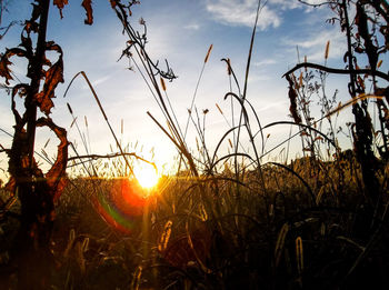 Close-up of grass against sky during sunset