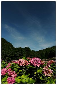 Pink flowers blooming on mountain