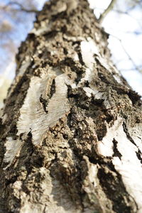 Close-up of tree trunk