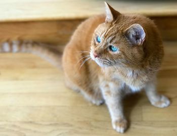 Close-up of a cat looking away