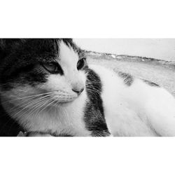 Close-up of cat