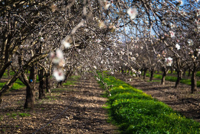View of cherry blossom from tree