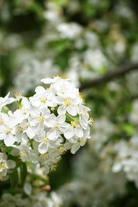 Close-up of white flowers