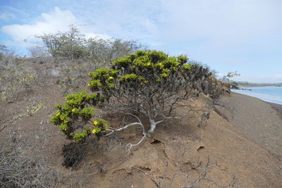 Tree growing by sea against sky