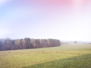 Scenic view of field against clear sky