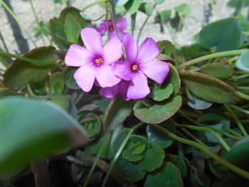 Close-up of pink flowers