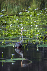 View of a bird in lake