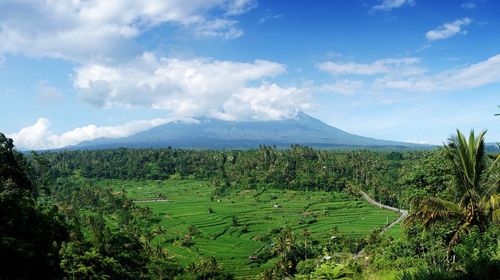 Scenic view of agricultural field against sky