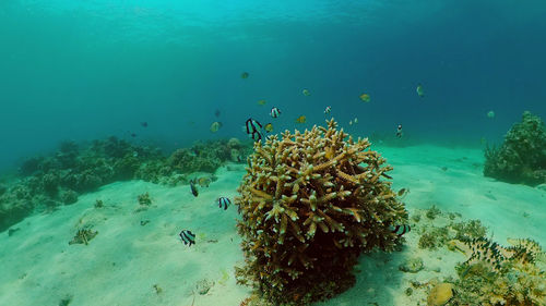 View of fish swimming in sea