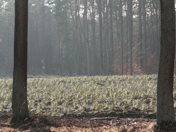 Plants growing on land in forest