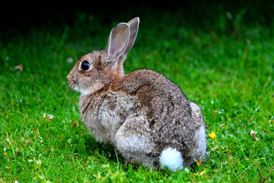 Close-up of rabbit on grass