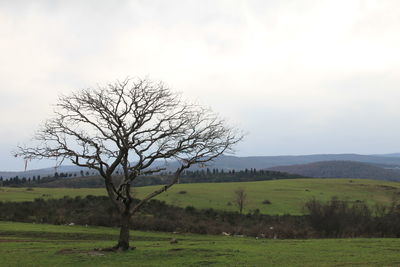 Bare tree on field against sky