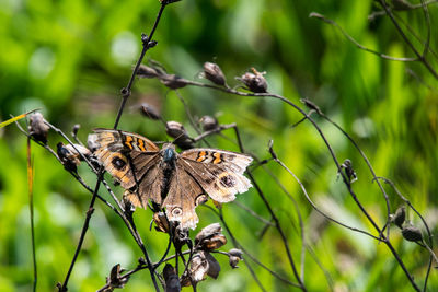 Close-up of butterfly perching on flower