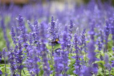 Close-up of insect on lavenders 