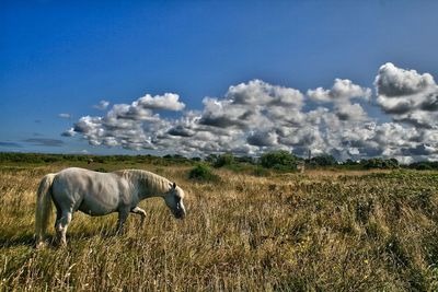 View of horse grazing over dry grass