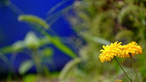 Close-up of yellow flowering plant