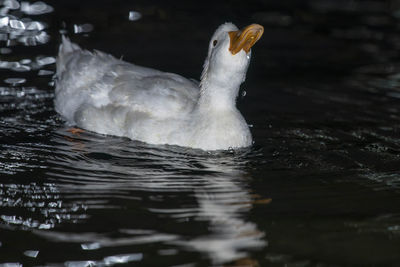 Close-up of duck swimming in lake