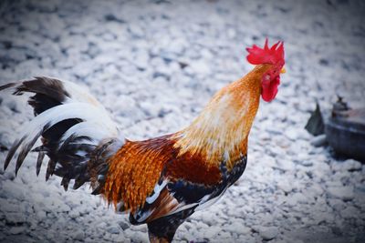 Close-up of rooster on field