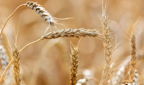 Close-up of stalks in wheat field