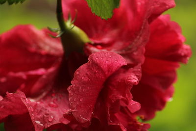 Close-up of wet red flowering plant