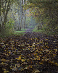 Autumn trees in forest