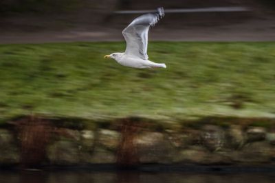 Bird flying over lake