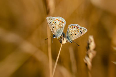 Close-up of butterfly on plant