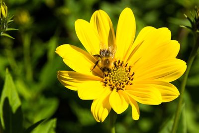 Yellow blossom with bee