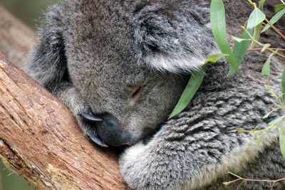 Close-up of animal sleeping