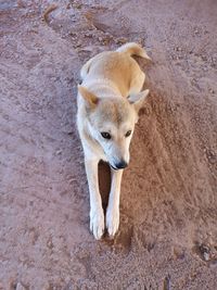 High angle view of dog on field