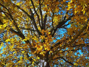 Low angle view of tree during autumn